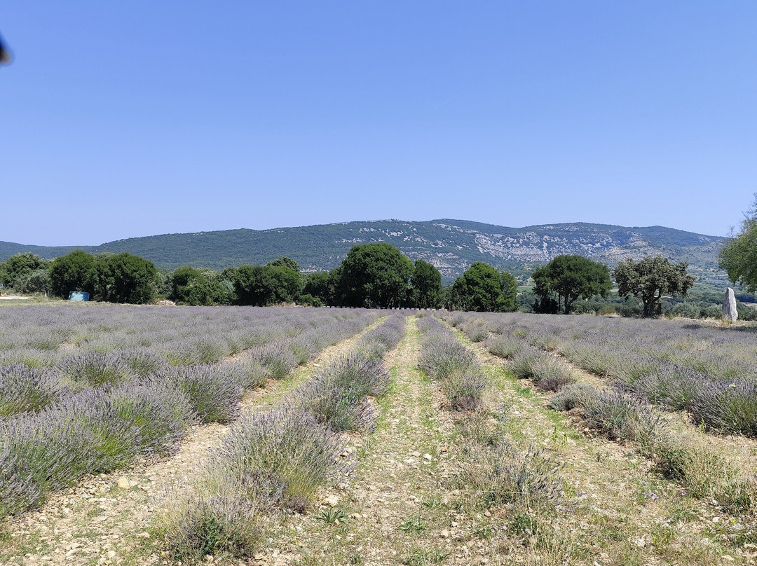 Maison de la Lavande - Domaine Lavandaïs-Saint-Remeze必去景点