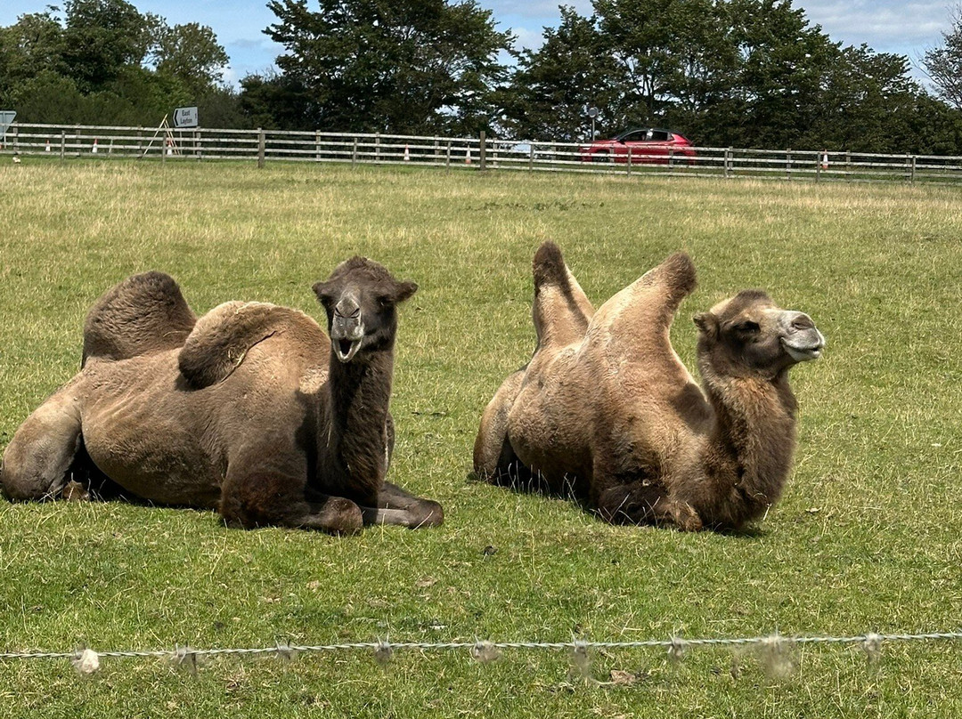 Mainsgill Farm-East Layton必去景点