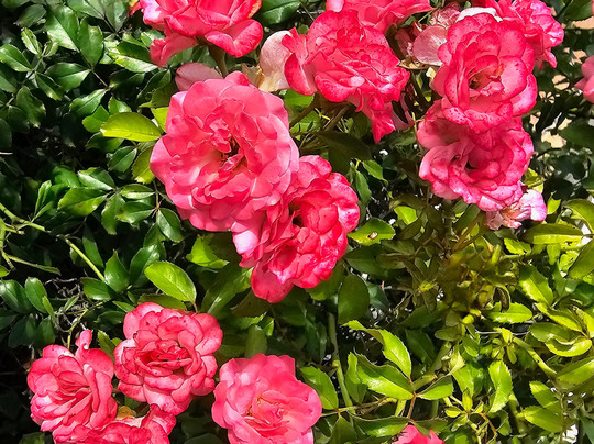 Pinederosa Park-Westlake必去景点