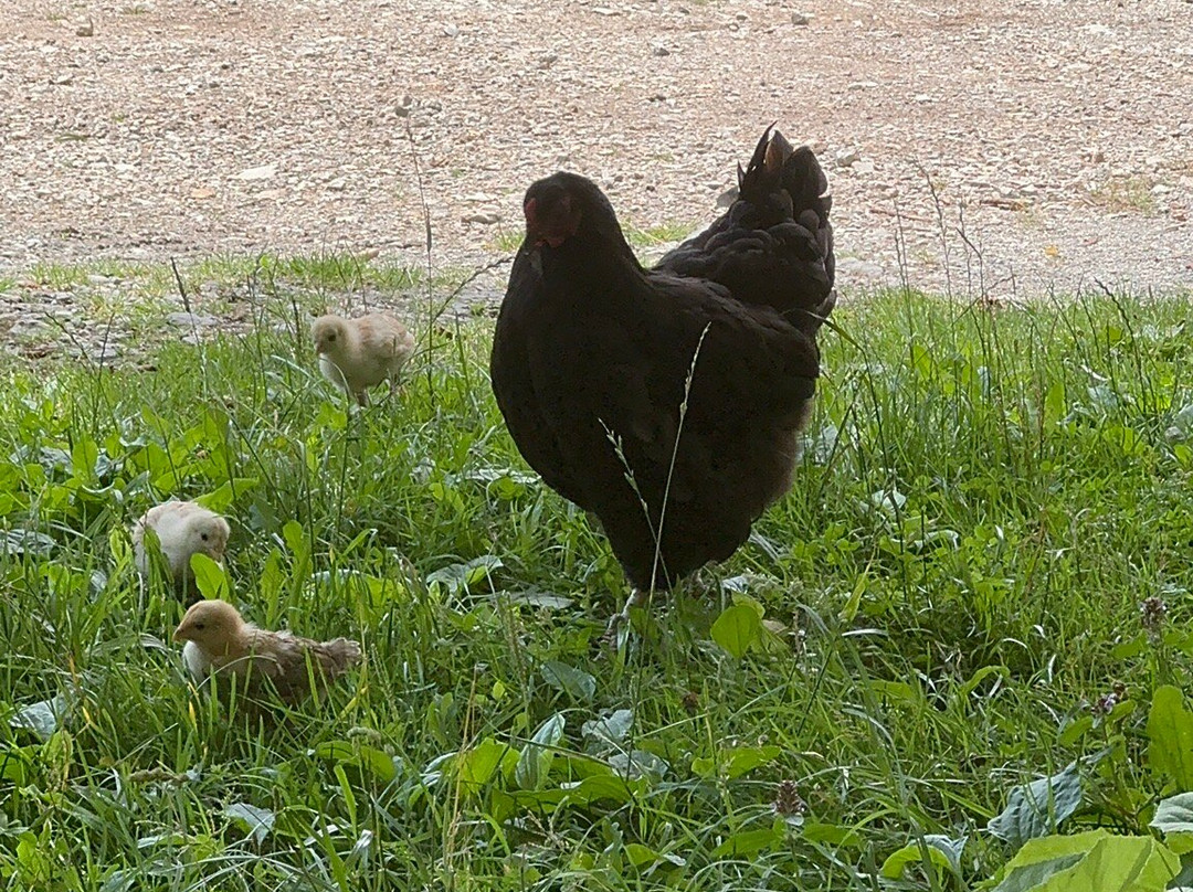 Villas Jezerca主图