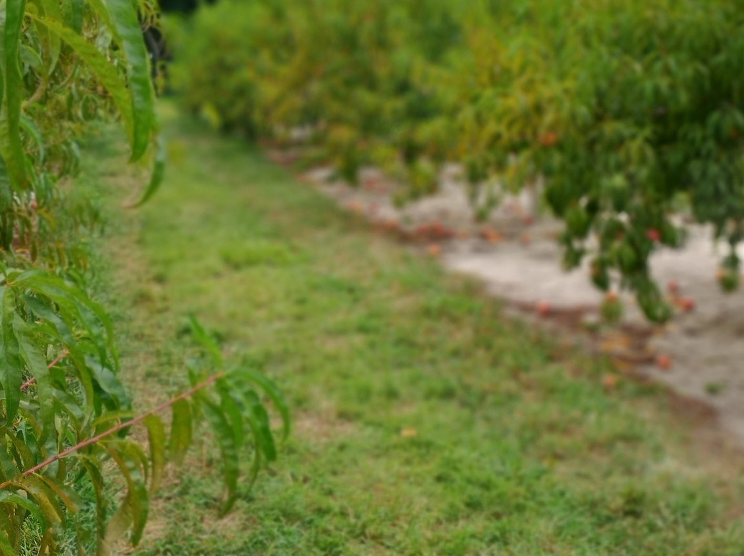 Bennett Orchards-Frankford必去景点