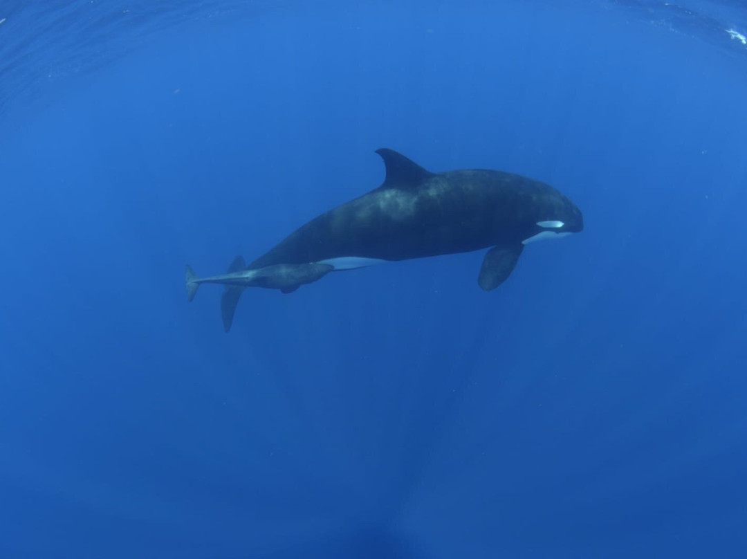 Baja Underwater Expeditions-La Ventana必去景点