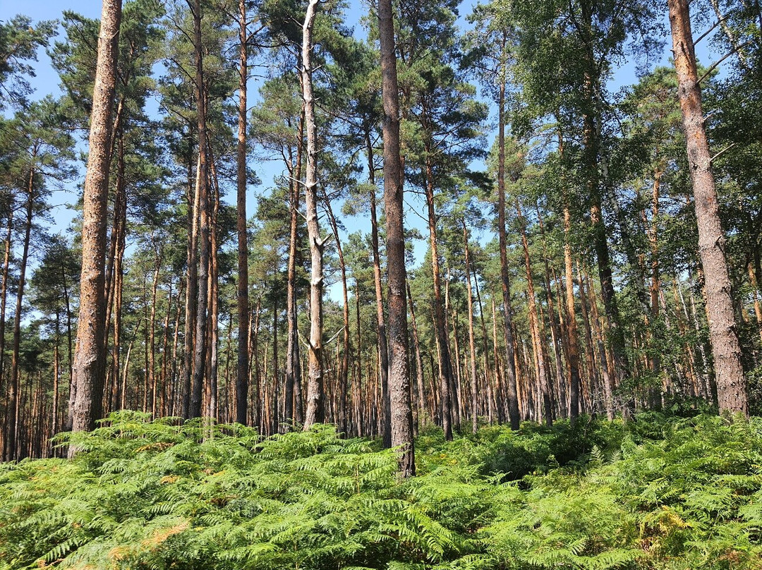 Domaine National de Chambord-香波堡必去景点