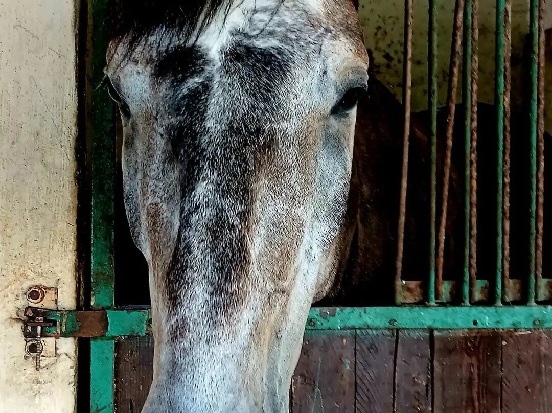 Scuderie De Morimenta主图