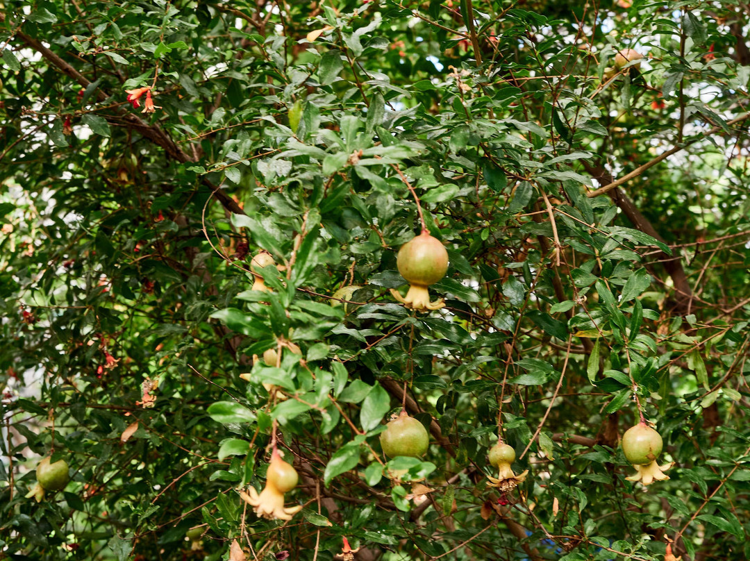 Lemonarium-乌法必去景点