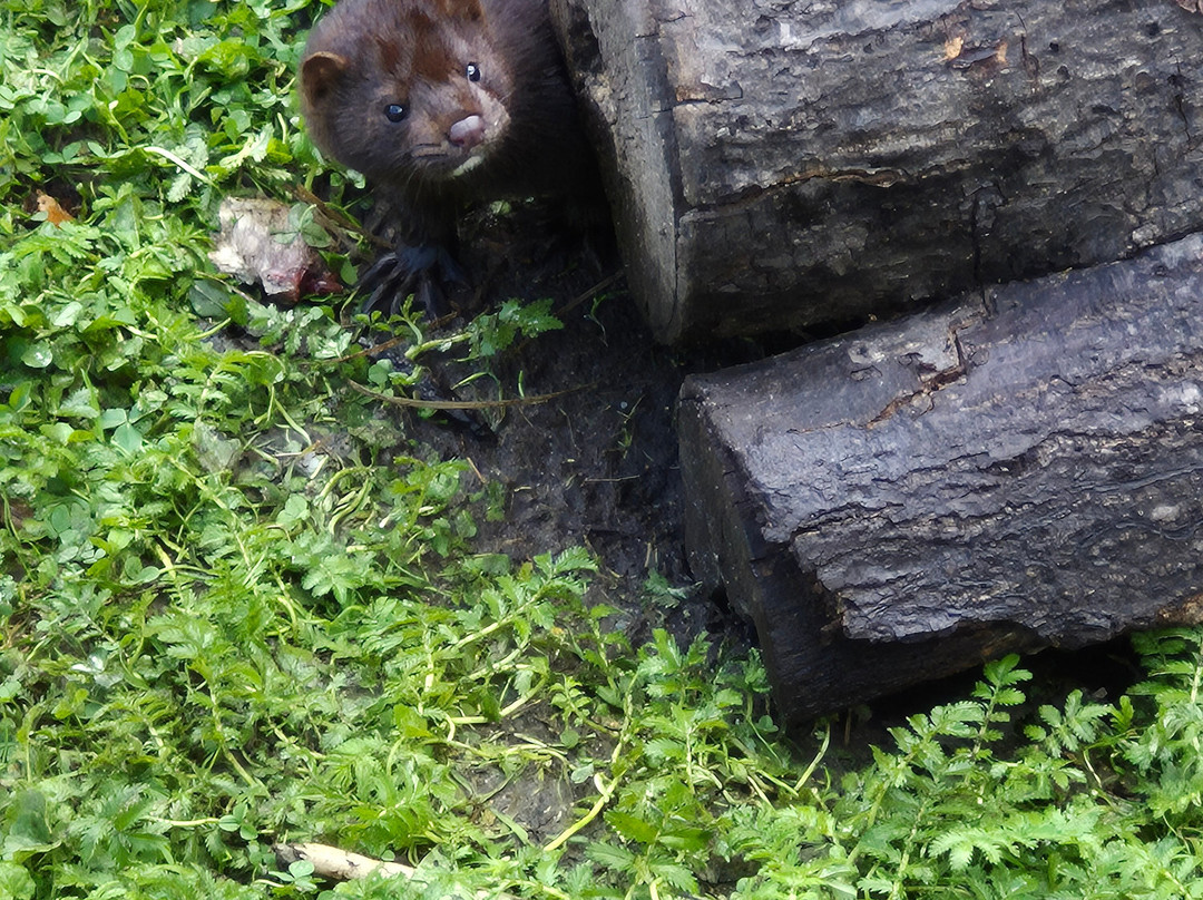 Otter-Zentrum Hankensbüttel-Hankensbuettel必去景点