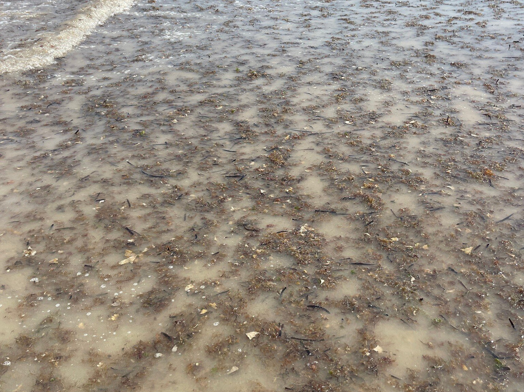 Le Seychelles del Salento-Salve必去景点