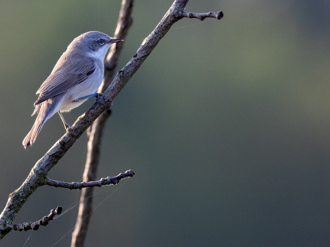 Birdwatching Helsinki-赫尔辛基必去景点
