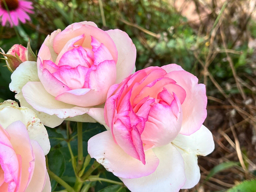 Island Lavender Distillery-Bonshaw必去景点