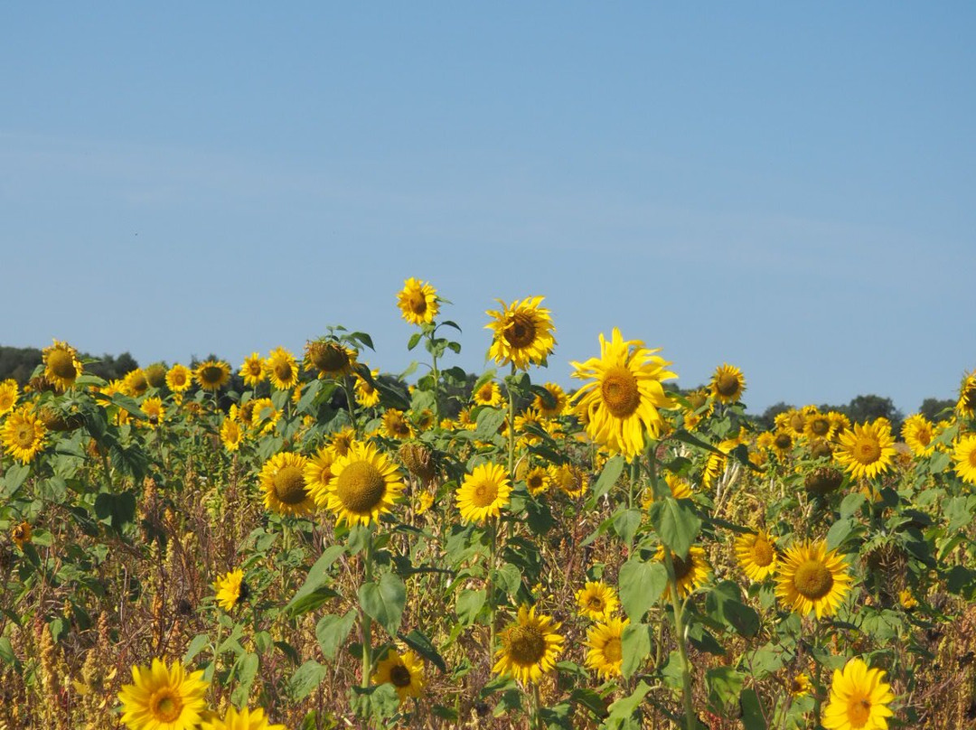 Inglenook Farm-圣海伦斯必去景点