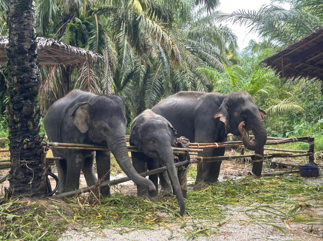 Khao Sok Elephant Sanctuary-拷索国家公园必去景点