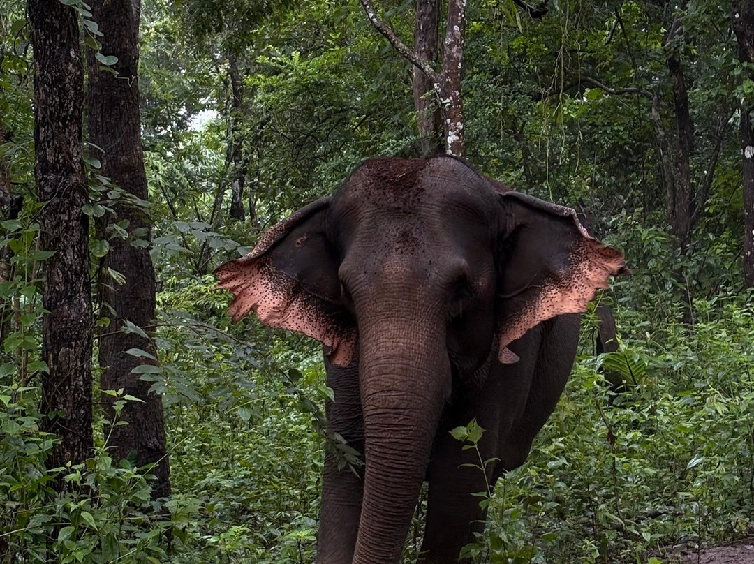 Elephant Valley Project-森莫诺隆必去景点