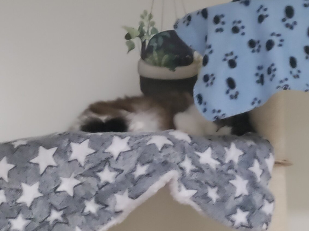 Bedford Cat Café-贝德福德必去景点