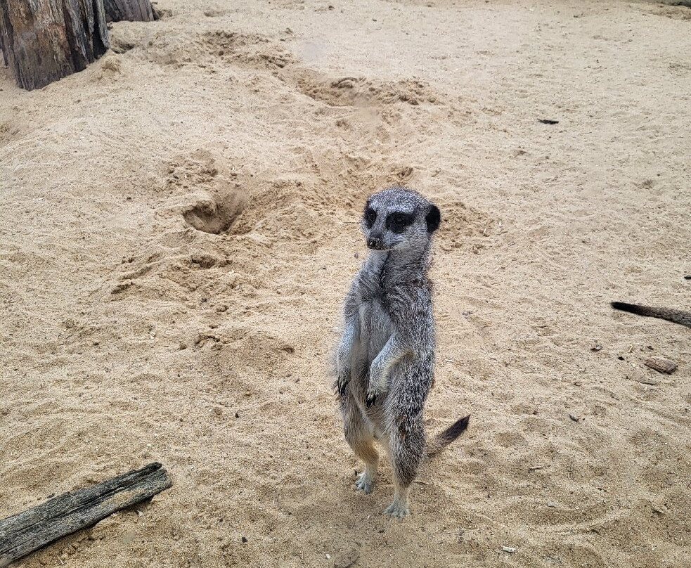 Oasis Camel Park-Halesworth必去景点
