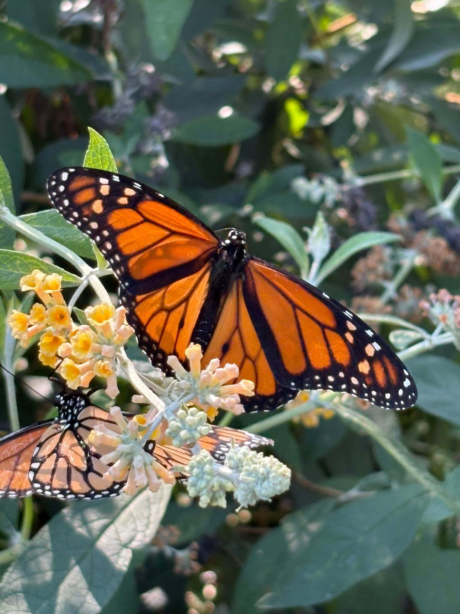 Black Walnut Point Inn-浴室