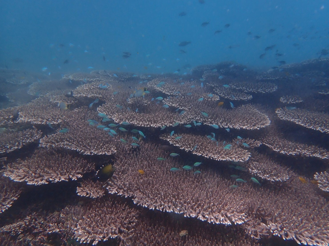 Jellyfish Divers Village-沙努尔必去景点