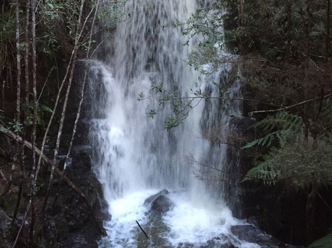 Fern Tree旅游攻略图片