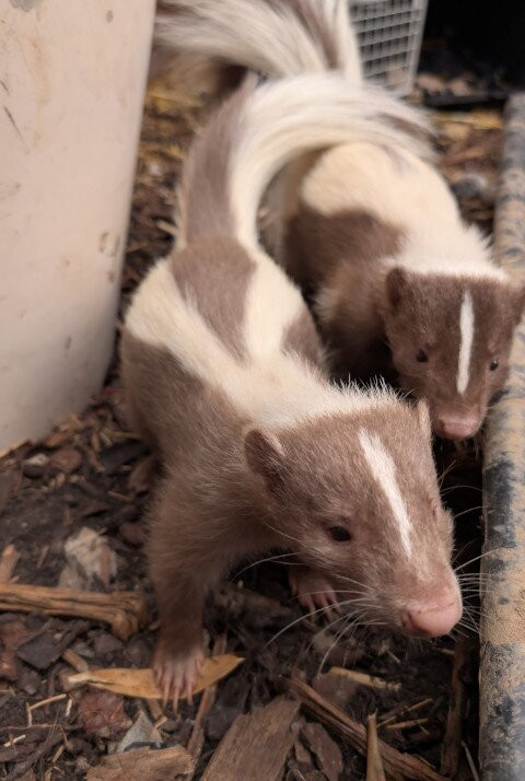 Animalistic Encounters-South Woodham Ferrers必去景点