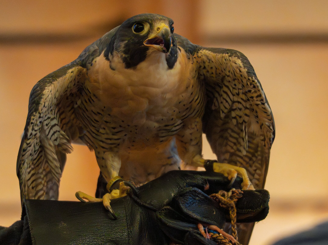 Teton Raptor Center-威尔逊必去景点