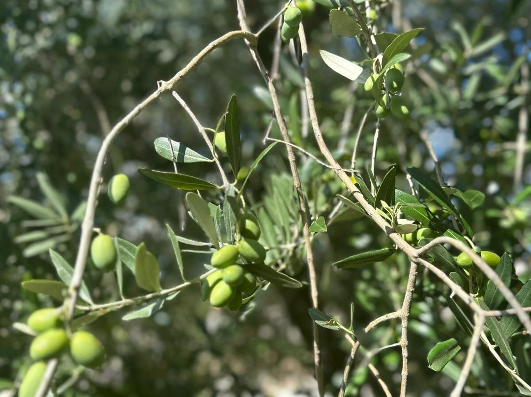 Kalavojna Winery-Loborika必去景点