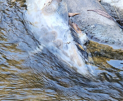 Bowmanville Creek Valley & Fish Ladder-Bowmanville必去景点