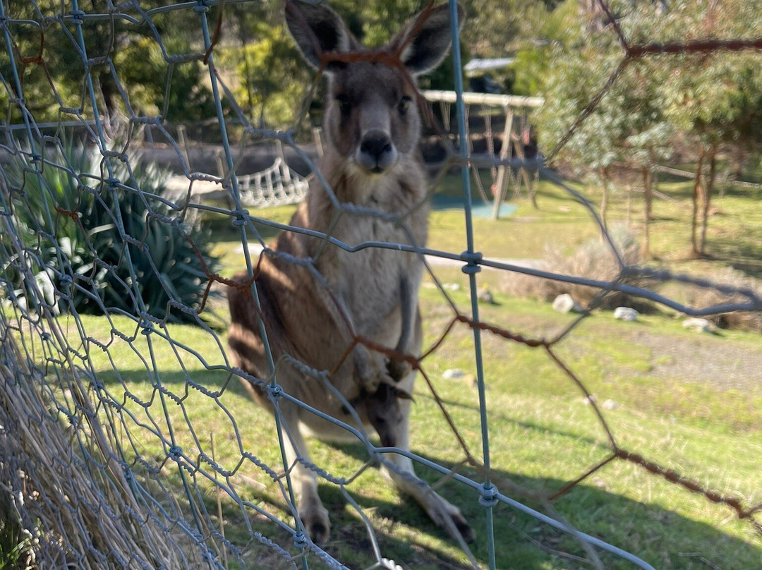 Serpentarium Wildlife Park Tasmania-圣海伦火山必去景点