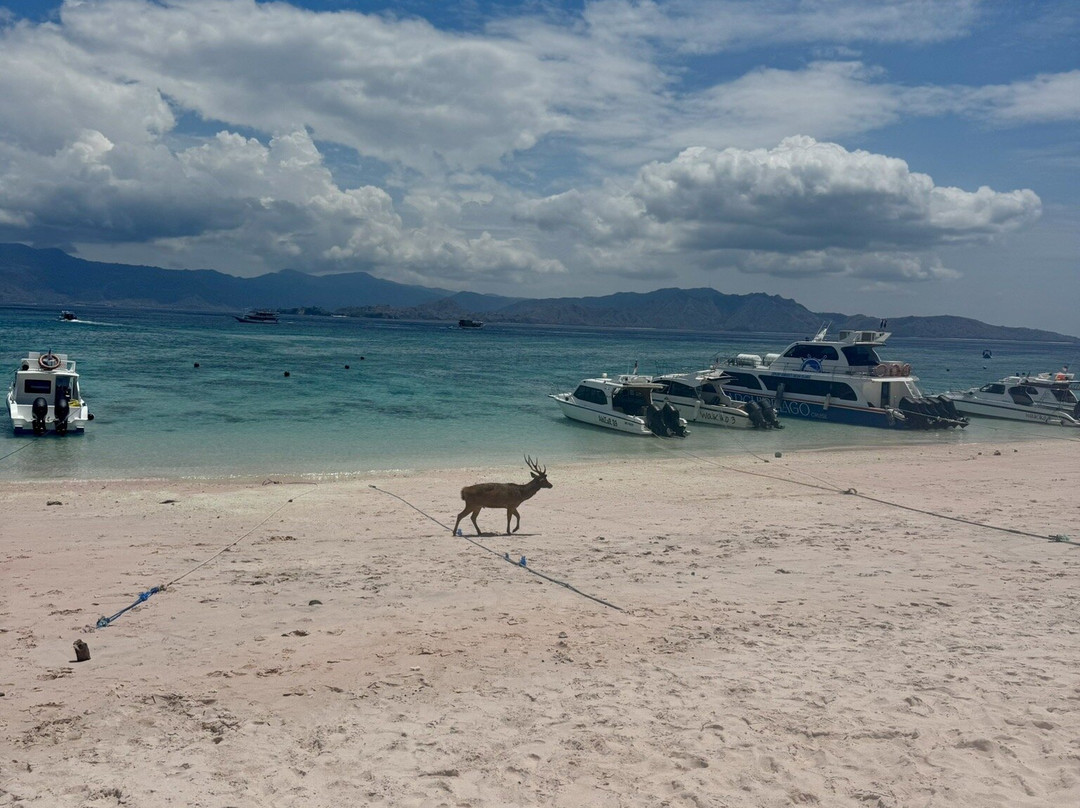 Exotic Komodo Tours-Labuan Bajo必去景点