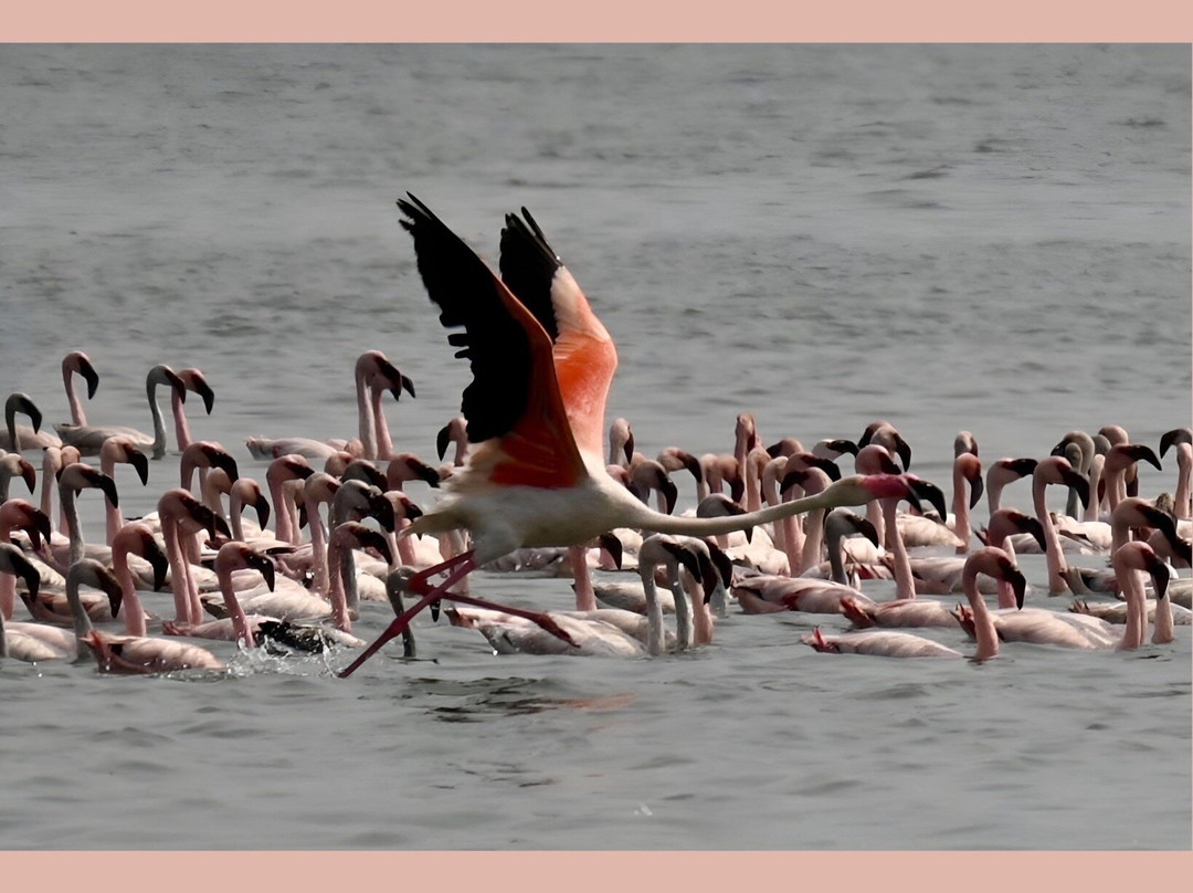 Thane Creek Flamingo Sanctuary-新孟买必去景点