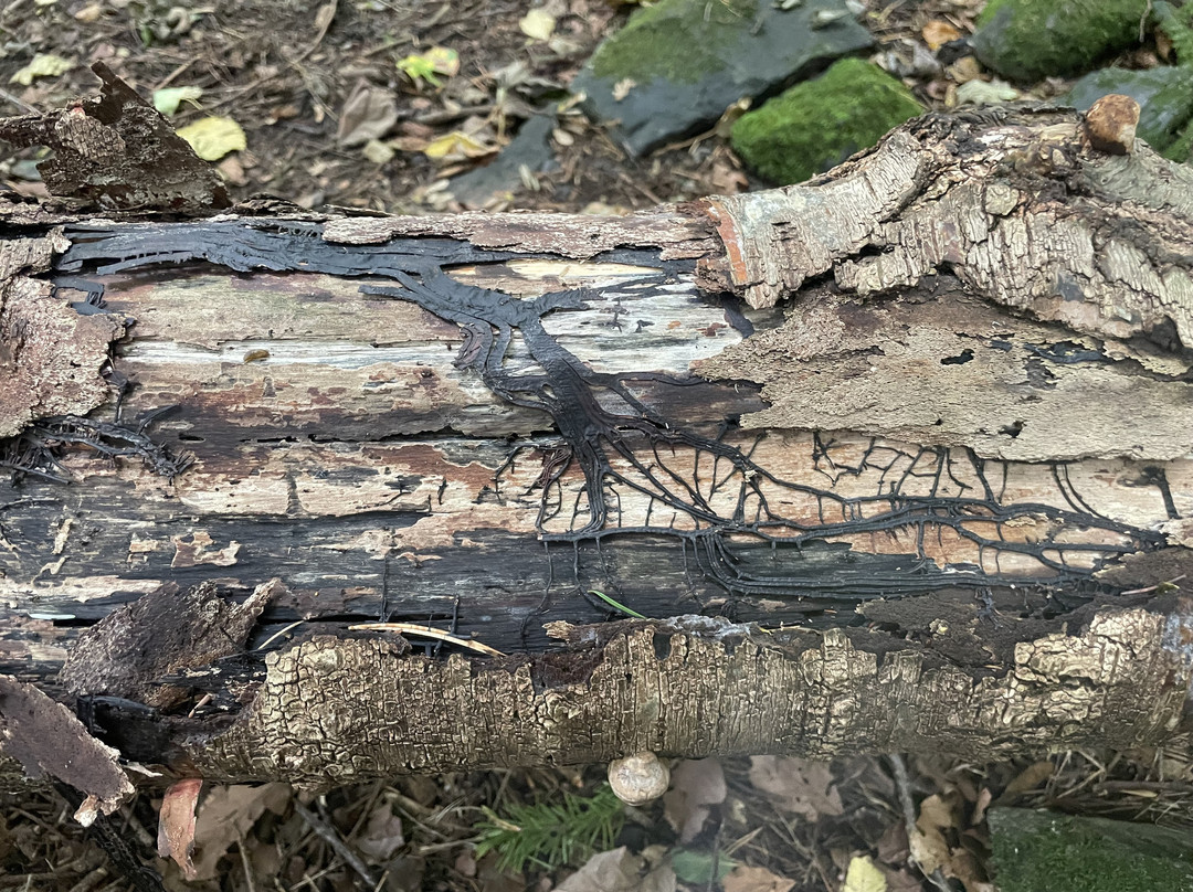 Keswick Canoe and Bushcraft-凯瑟克必去景点