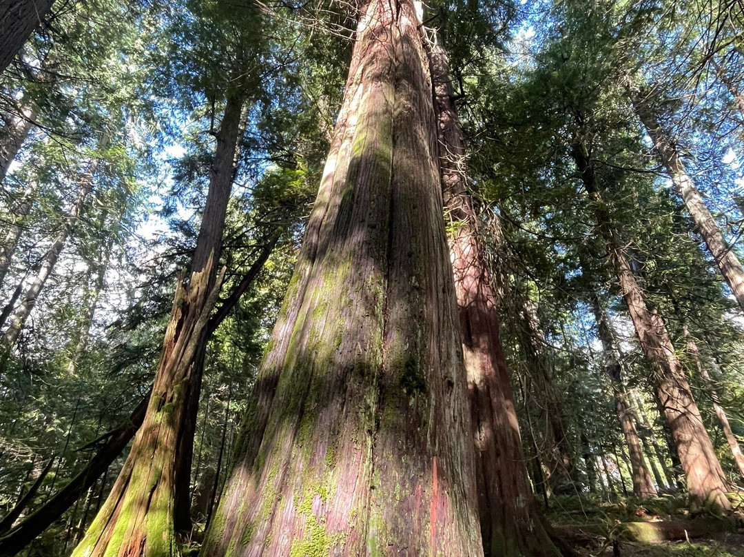 Ancient Groves Trail-安吉利斯港必去景点