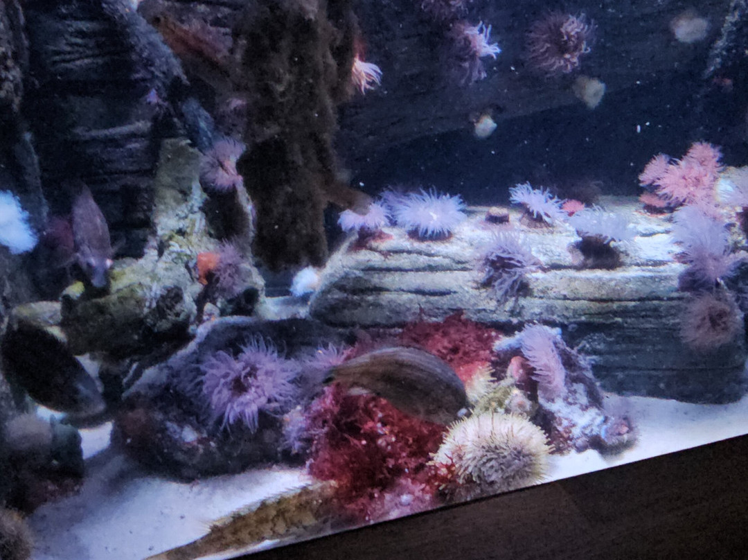 Ozeaneum-施特拉尔松德必去景点