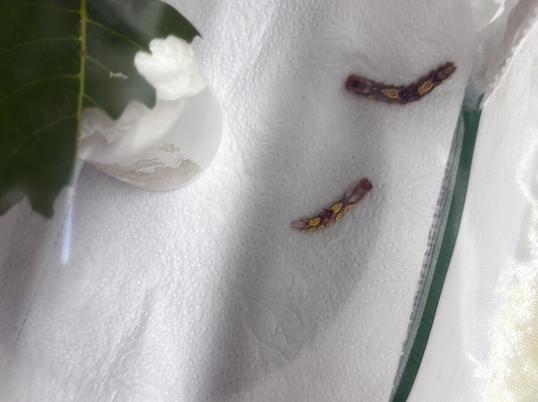 Butterfly Haven-安东谷必去景点