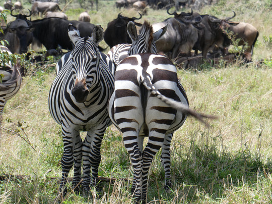 Focus East Africa Tours Ltd-坎帕拉必去景点