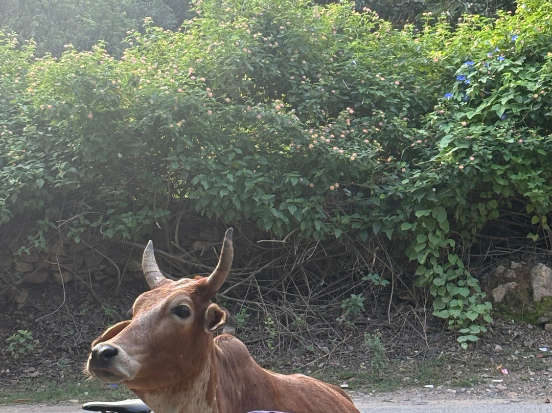 Lets Trip Cycle Tours-乌代布尔必去景点