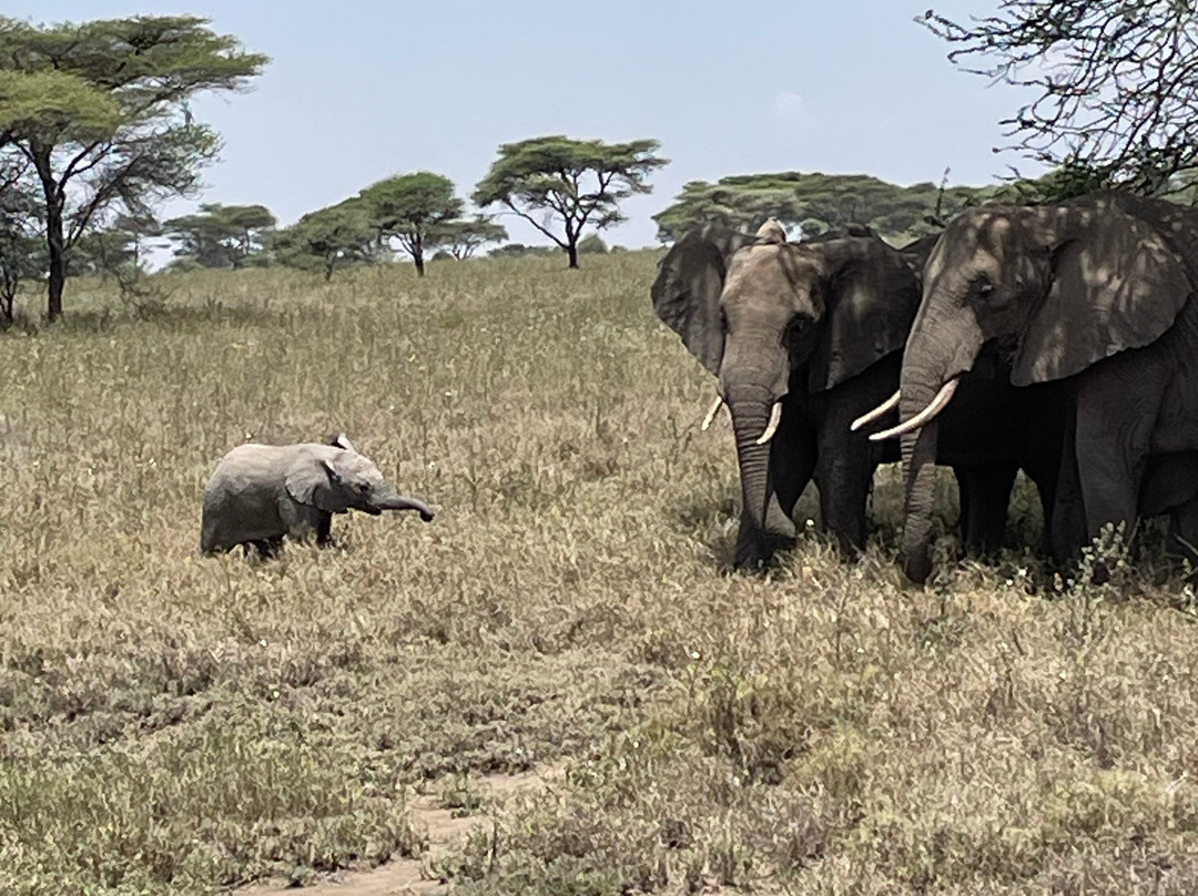 Active Tanzania Adventures-阿鲁沙必去景点
