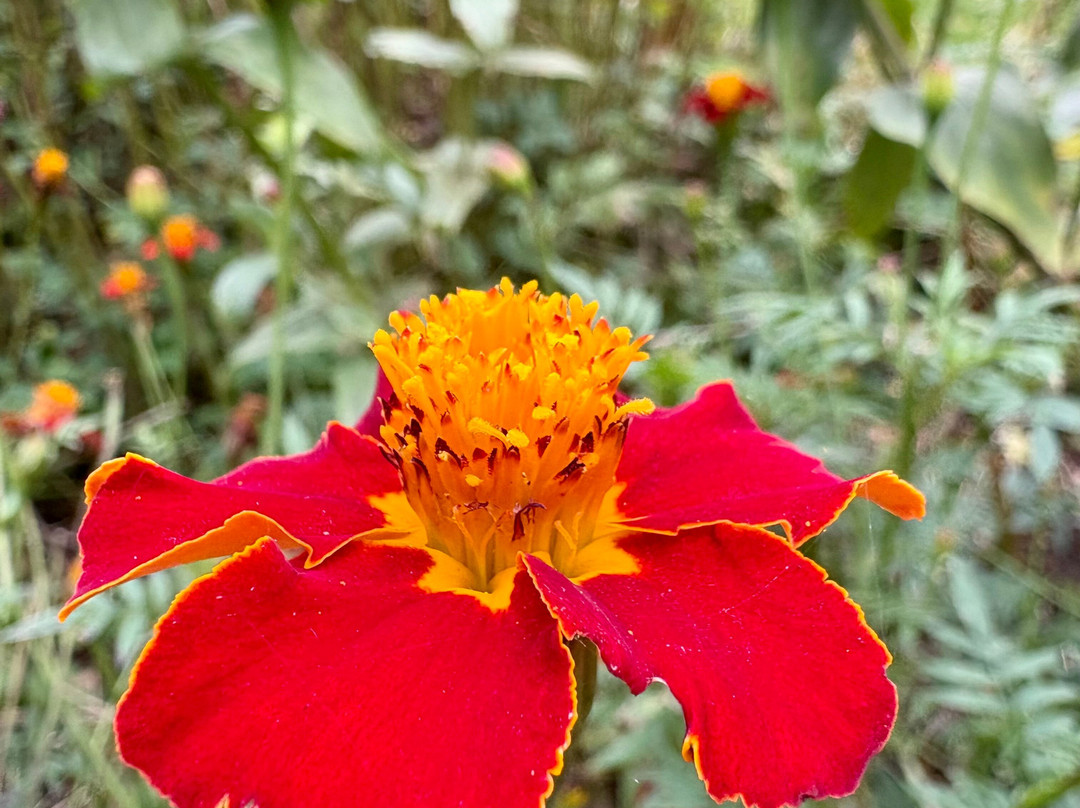 Mount Usher Gardens-Ashford必去景点