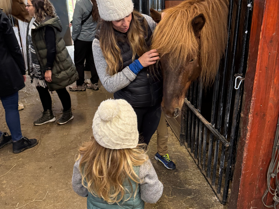 Sturlureykir Horses/Visiting HorseFarm-Reykholt必去景点