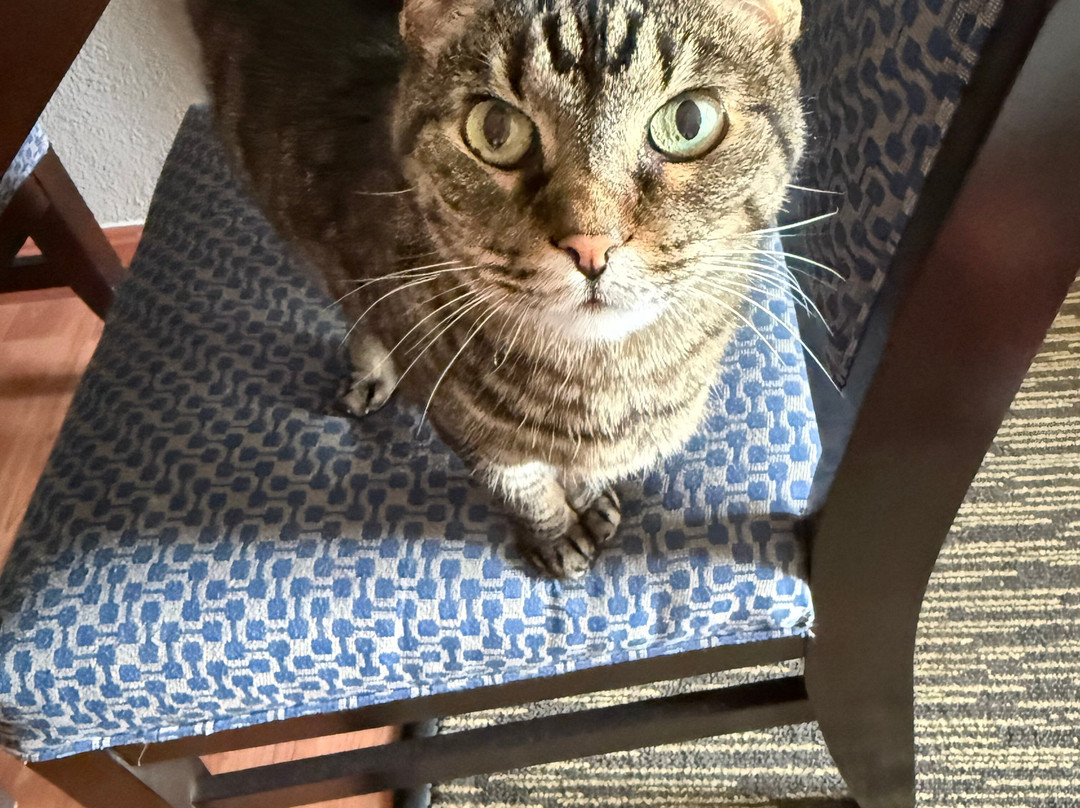 Homewood Suites by Hilton Bloomington主图