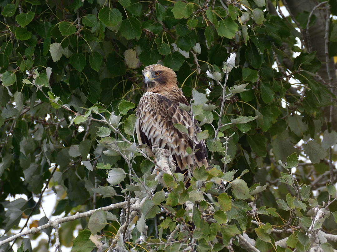 Ebro Delta Birding-Camarles必去景点