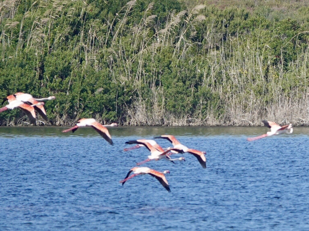 Halikounas Beach-Chalikounas必去景点