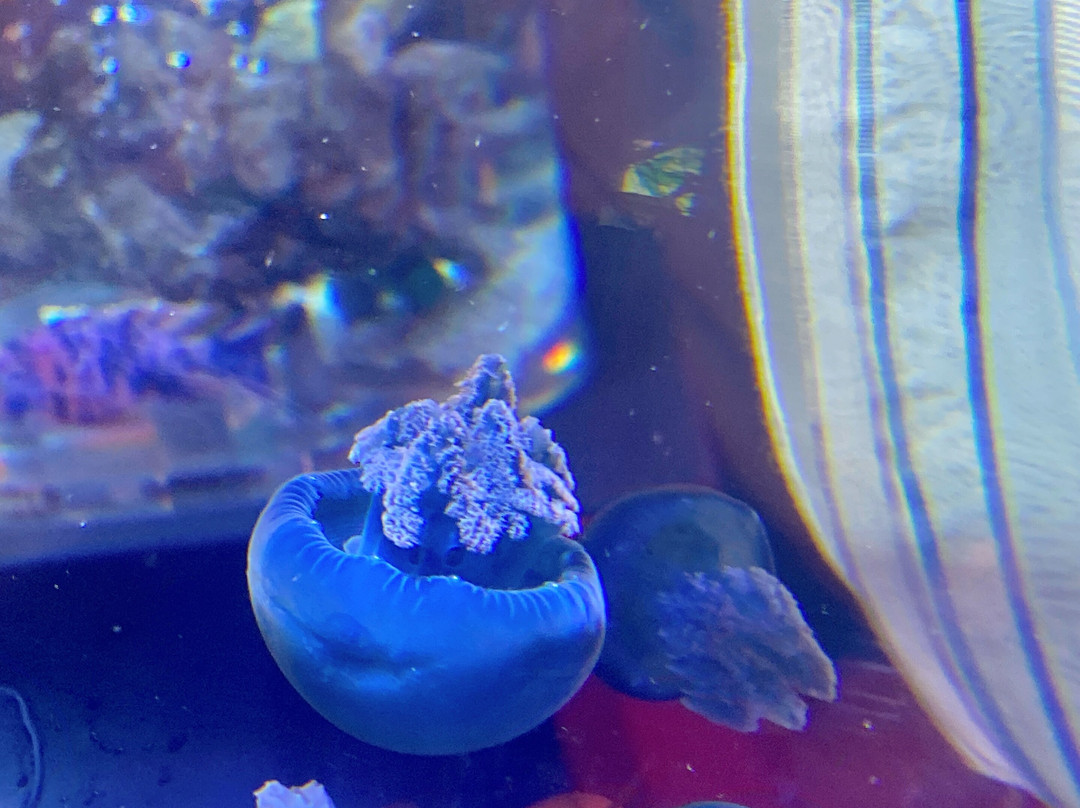 Uws Aquarium Ga Kyo