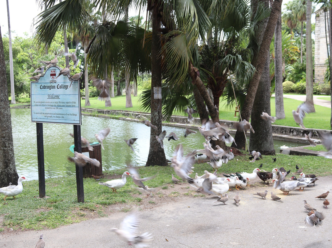 Codrington College-Saint John Parish必去景点