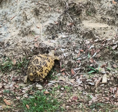 Big Cat Wilpattu-Nochchiyagama必去景点