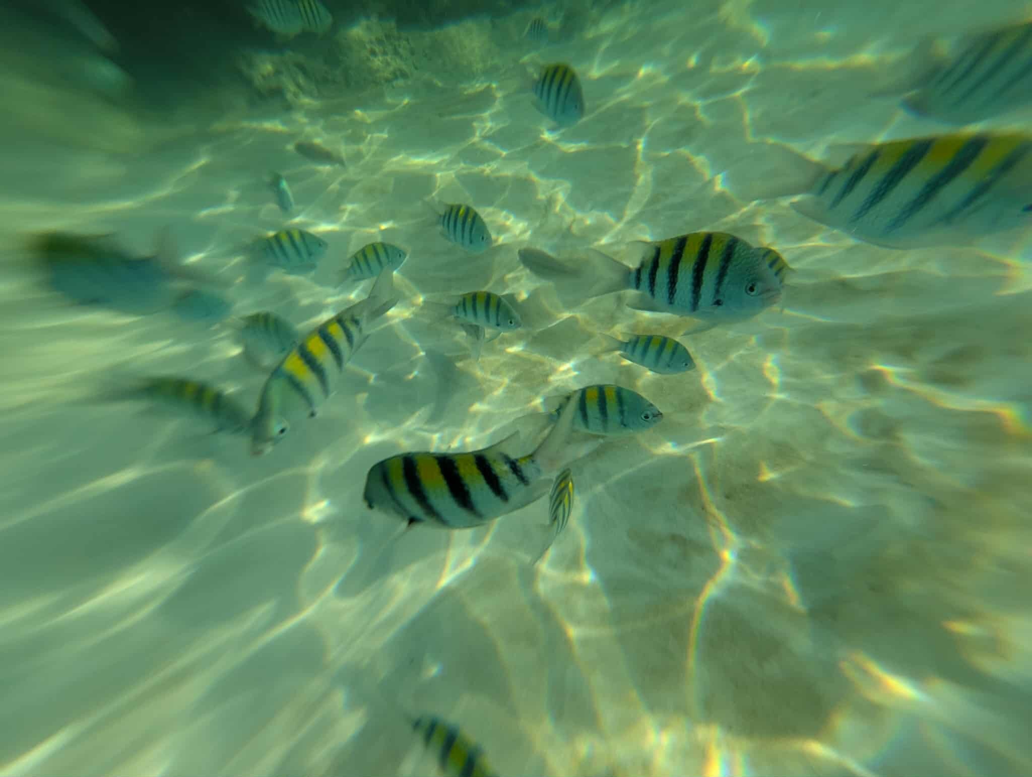 Playa Pesquero Hotel-泳池