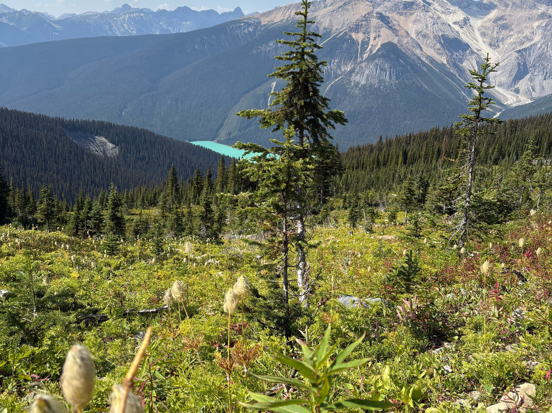 The Burgess Shale Geoscience Foundation-菲尔德必去景点