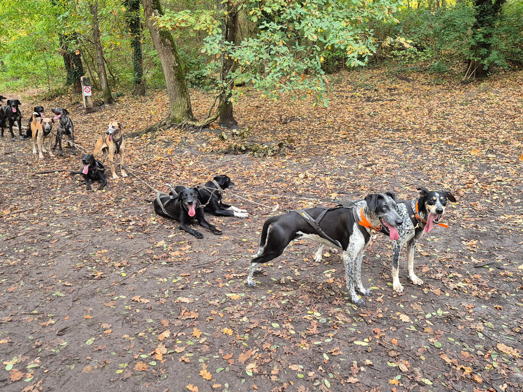 Evasion Canine-枫丹白露必去景点