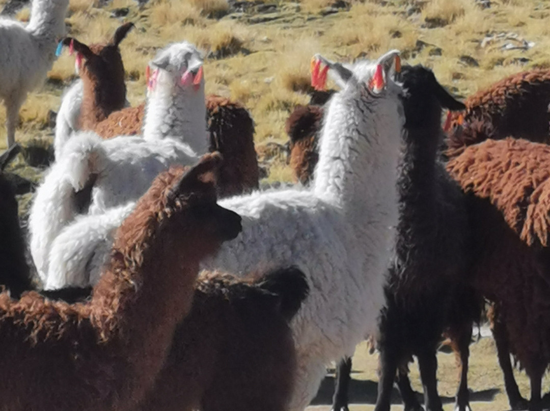 Tupiza Tours-Tupiza必去景点