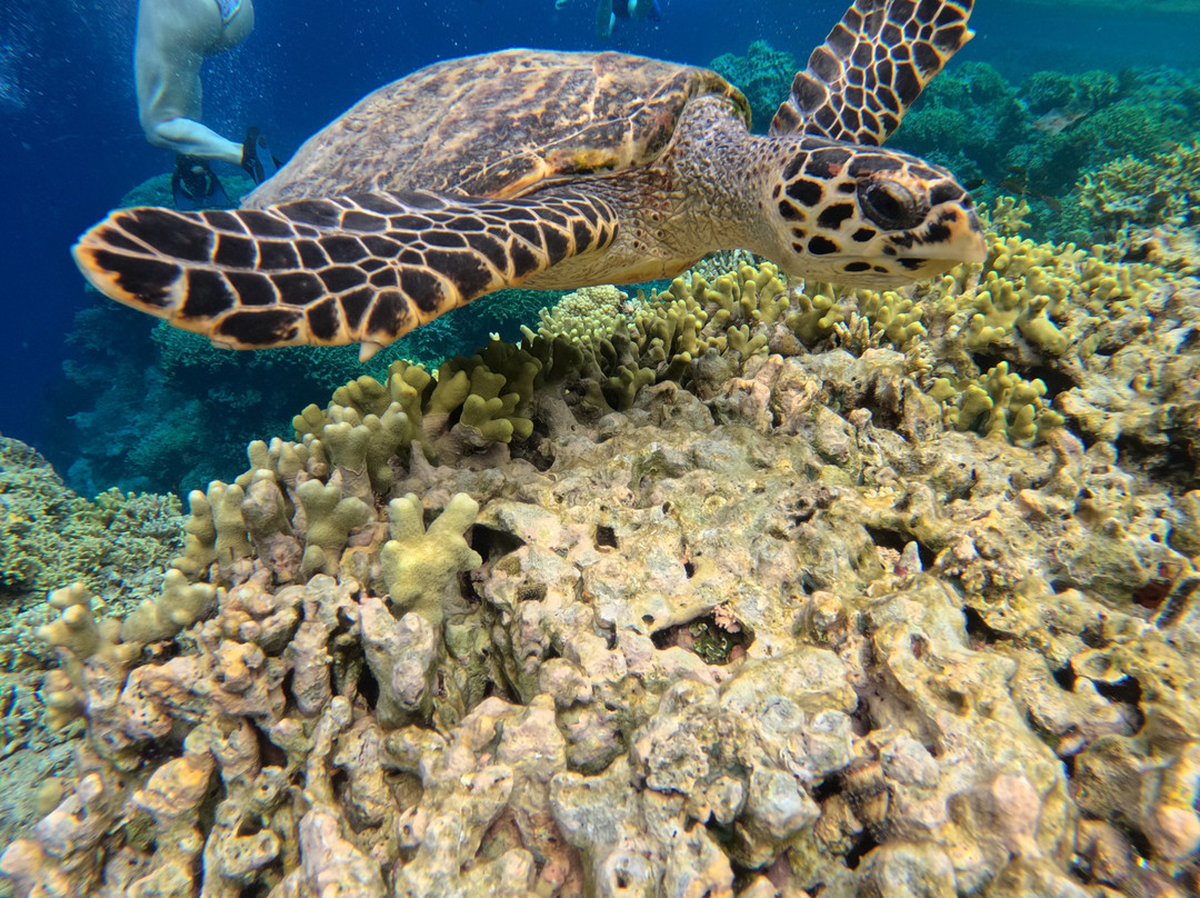 Menjangan Trip Snorkeling & Diving-Pejarakan必去景点
