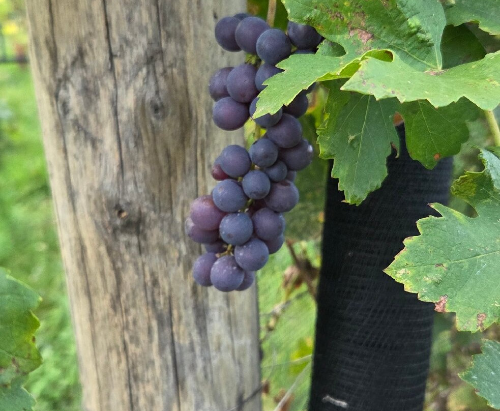 Maso Maroni Luxury Rooms主图