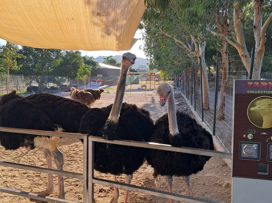 Farma of Rhodes Petting Zoo-罗德斯必去景点
